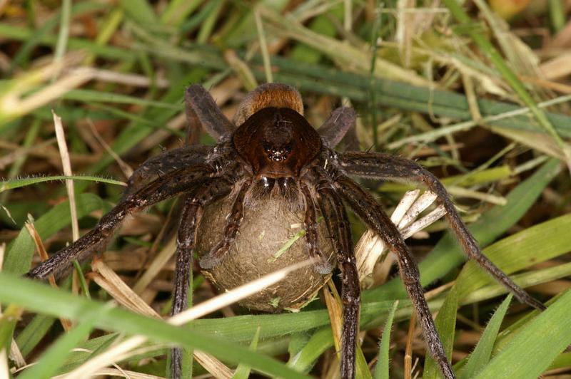 Dolomedes_plantarius_D5135_Z_91_Canal du Nivernais_Frankrijk.jpg
